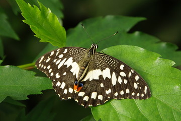 karierter Schwalbenschwanz -Papilio demoleus