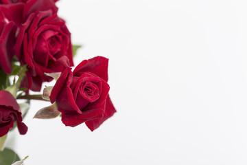 Obraz na płótnie Canvas Red roses on a white background