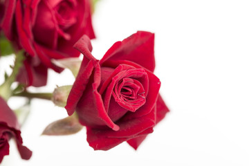 Red roses love gift bouquet close up on a white background