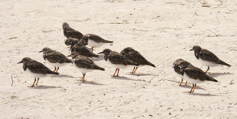 A flock of birds sitting on the south ocean beach