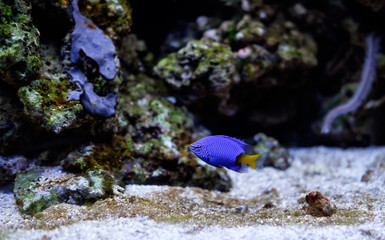 Fototapeta na wymiar синяя рыбка в аквариуме, 