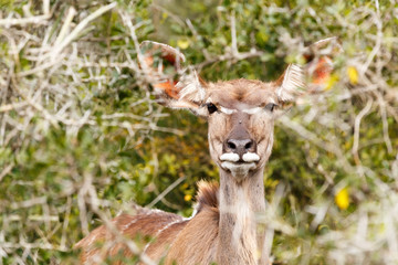 Female Greater Kudu trying to hide