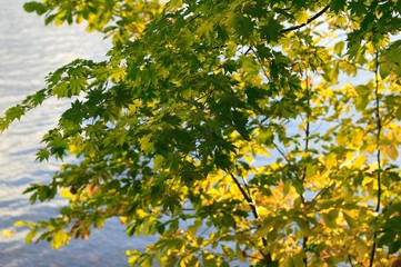 北海道洞爺湖　紅葉