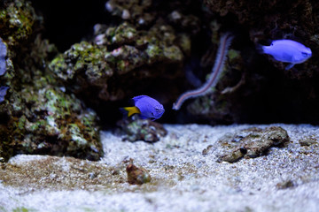 синяя рыбка в аквариуме, червь