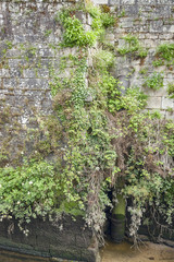 wall and vegetation