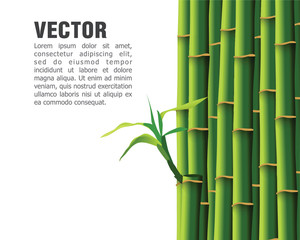 Fototapeta premium Bamboo,vector illustration