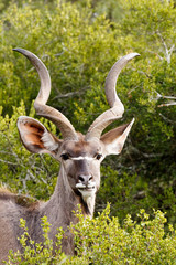 Greater Kudu standing and watching you