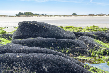 Bivalves in Brittany