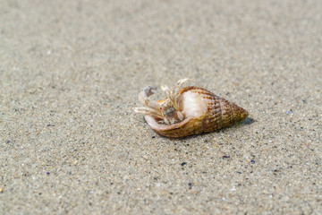 hermit crab with snail shell