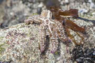 starfish on rock formation