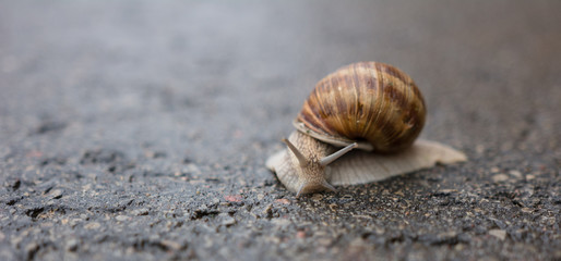 A snail on a rainy day