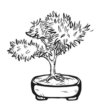 Handdrawn decorative asian bonsai tree in the pot growing on a rock with branched trunk and conifer foliage.