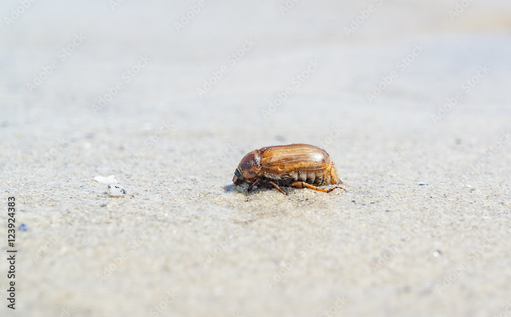 Wall mural beetle on the beach