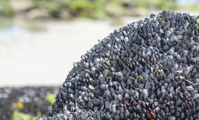 Bivalves in Brittany