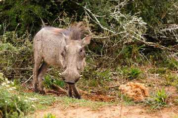 Warthog standing still for a photo