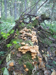 Mushrooms on the tree