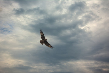Bird of prey
