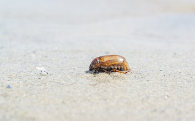 beetle on the beach