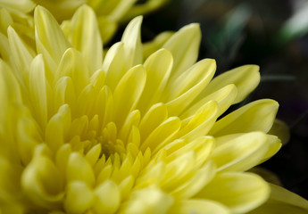 Yellow chrysanthemum flower