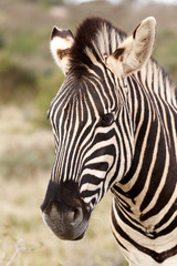 Fototapeta na wymiar Close up of a Burchell's Zebra with mane