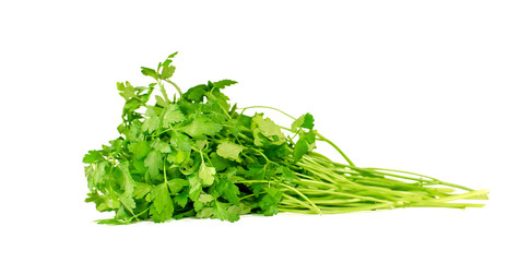 Fresh parsley on a white background