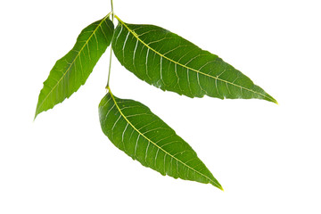 Margosa, nim or neem tree, genus Melia leaf isolated on white ba