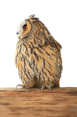 Fototapeta premium owl