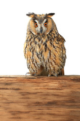  owl