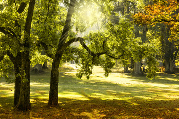Fototapeta premium Kurpark mit herbstlicher Stimmung und Sonnenschein