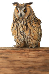  owl