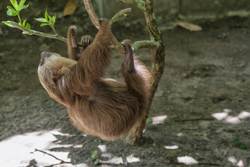 Sloth © Patricia