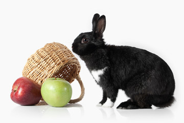 Pet. Rabbit isolated on white background