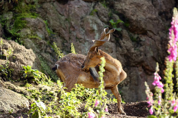 The markhor (Capra falconeri) on the hill