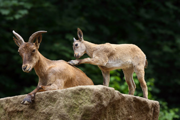 The East Caucasian tur or Daghestan tur (Capra caucasica cylindricornis), female with young