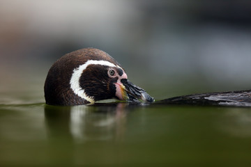 The Humboldt penguin (Spheniscus humboldti) (also Chilean penguin, Peruvian penguin, or patranca) cleaning itself in the water