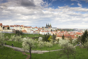 Fototapeta na wymiar Prague Castle - St. Vitus Cathedral with Blue Sky and Trees. The Capital City of Czech Republic.