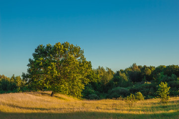 Obraz premium Landscape with green oak in sunny times of the day