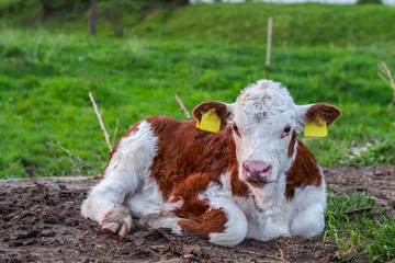 Little Hereford bull 