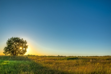 Beautiful landscape with oak and setting sun