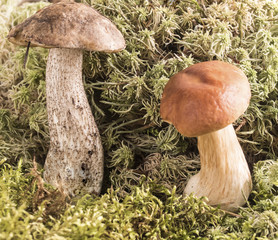 Growing in a forest mushroom.