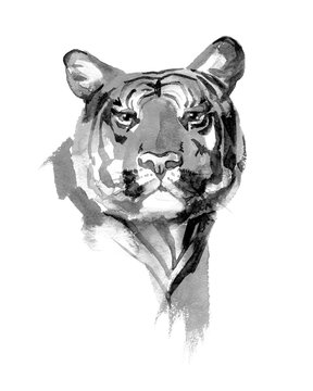 White tiger hand painted watercolor illustration isolated
