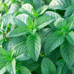 mint leaves background