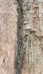  Old Wood Tree Bark Texture Background Pattern