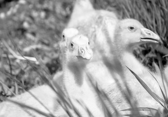 Gooses - Young Animals. Poultry in High Grass