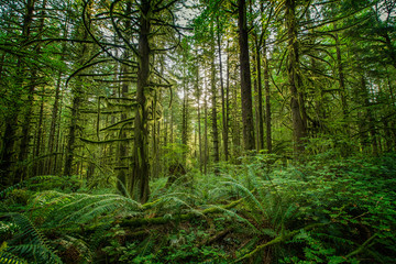 Forest Scene Ferns and Sunlight
