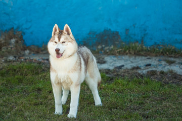 Husky gray dog on the green grass
