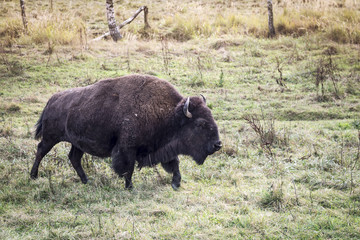 Bison - Buffalo. Big Mammal.