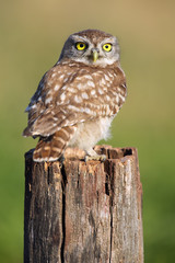 The little owl (Athene noctua) sitting on the stump with green background