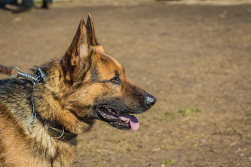 View of a German shepherd head profile