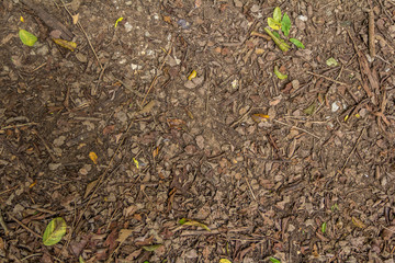 Top view of ground with dried leaf, Close up natural background